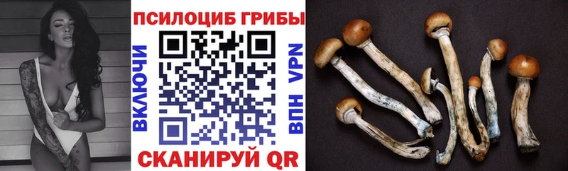Купить  Малая Вишера  Псилоцибиновые грибы Psilocybe 